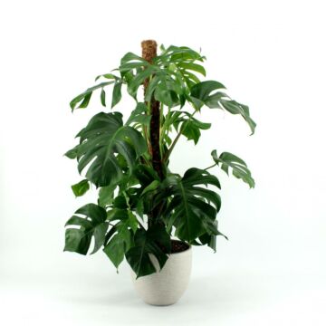 Gatenplant - Monstera pertusum Mosstock