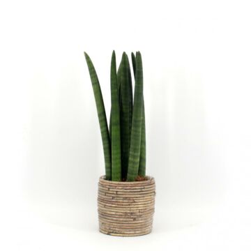 Sansevieria Straight